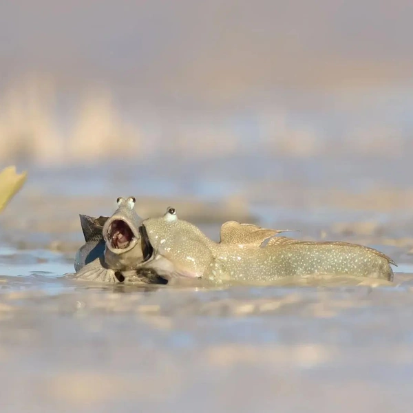 «Ой, жара-жара, не суши меня» | Источник: Emma Parker / Nikon Comedy Wildlife Awards 2025