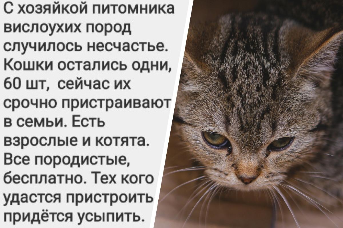 В Перми ищут, кому нужны «вислоухие породистые кошечки и котята срочно и  бесплатно», иначе 60 кошек придется усыпить, потому что «с хозяйкой  питомника случилось несчастье» — это правда или фейк? - 28 апреля 2023 -  59.ру