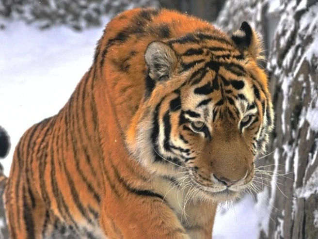 Источник: Ленинградский зоопарк / Telegram