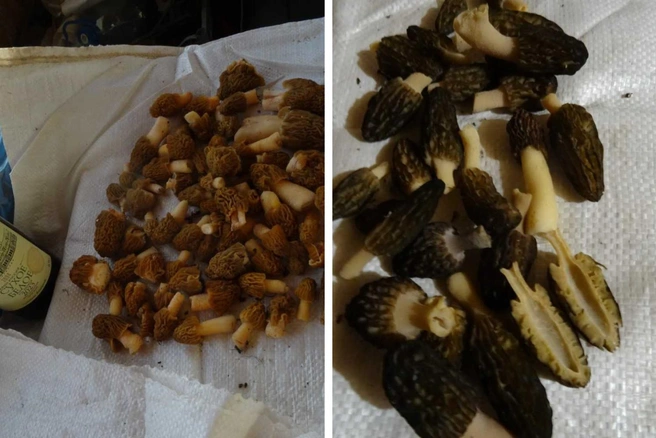 На первом фото — сморчковая шапочка, на втором — черные сморчки | Источник: Кирилл Дроздов