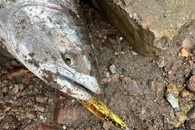 Сахалинцы делятся первыми уловами симы