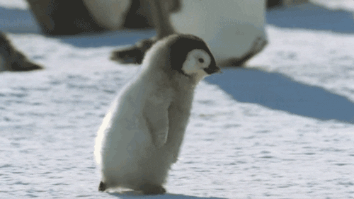 Тест: Какой ты пингвин?