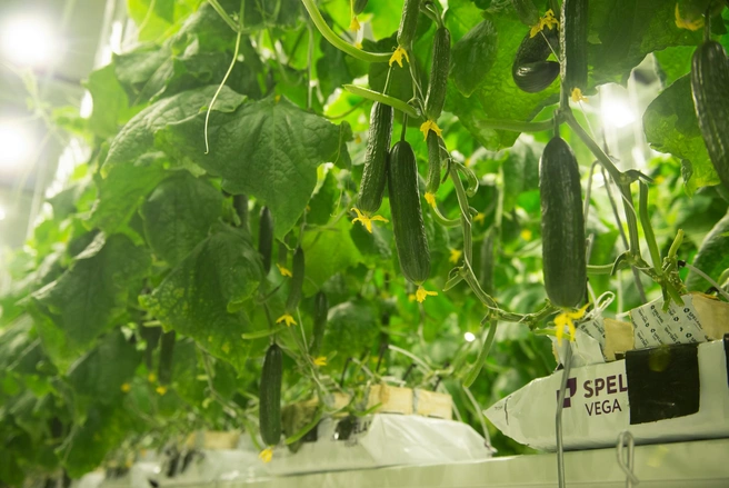 Вовремя предпринятые меры обезопасят огурцы от перегрева и заболеваний, помогут сохранить полезную влагу и получить отличный урожай  | Источник: Артём Устюжанин / E1.RU