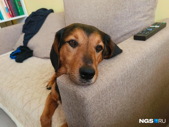 Раз в неделю мы возили Кубика на иглотерапию | Источник: Настасья Медведева / NGS.RU