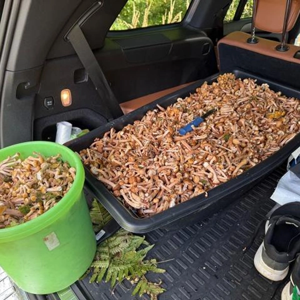 Источник: Максим Леонов / Грибы в Подмосковье 2025 / VK.com