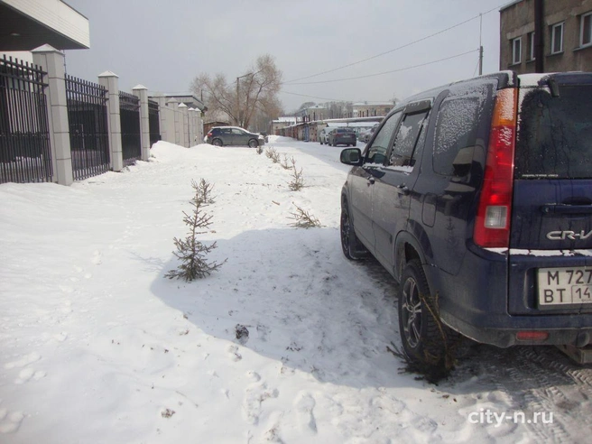 Новокузнецкие автомобилисты губят молодые елочки для парковки | Источник: www.city-n.ru
