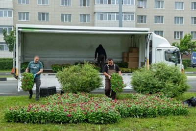 Мэр Южно-Сахалинска раскритиковал подрядчика за газон