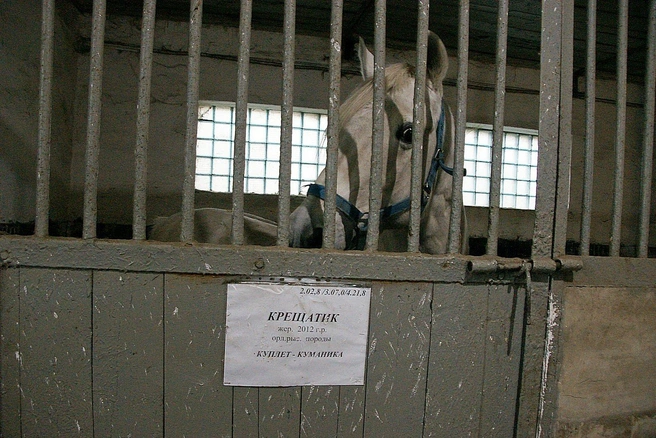 Кроме имени, породы и информации о родителях, на табличке указывают личные беговые рекорды рысака | Источник: Александр Зинченко / Voronezh1.ru