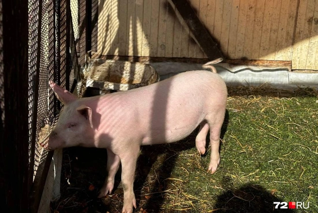 Сколько конкретно свиней сожгли из-за чумы в Викуловском районе — неизвестно. Также нет информации, какую сумму денег власти готовы возмещать за одну свинью. За килограмм мяса, по словам жителей, дают 415 рублей | Источник: Мария Токмакова / 72.RU