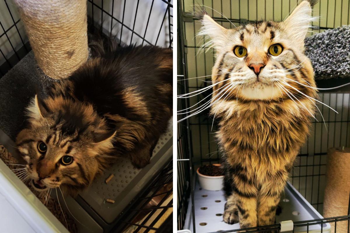 «Чисто мужская компания»: мейн-куна Тимошу, которого сдали в пермский приют, забрал одинокий фельдшер скорой 