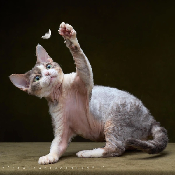 На десятом месте (15&nbsp;012 баллов) идет девон-рекс KARL OF LOX. CITY из Китая | Источник: SPYZOO via WCF