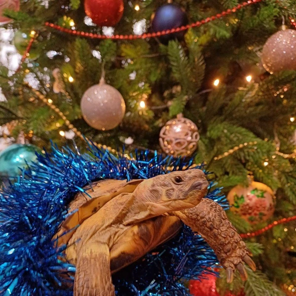 «Да, я черепаха. Да, я в мишуре. Да, я готова к празднику. Просто подождите меня у елки» | Источник: читательница НГС