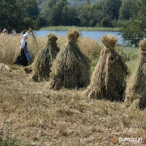 сотрудники музея восстанавливают и быт кижан, рассказывая о том, как и что сеялось, как убирался и хранился урожай. | Источник: Ксения Потеева / «Фонтанка.ру»