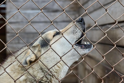 Девочка в коме после нападения собак в Васильево