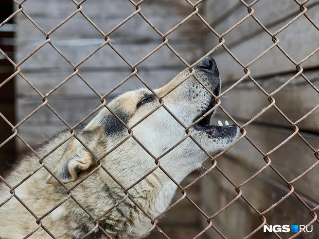 Собаки набросились на ребенка на остановке | Источник: Александр Ощепков / NGS.RU
