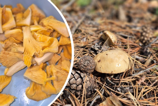 Новосибирец выезжал в Караканский бор 16 августа  | Источник: Максим 