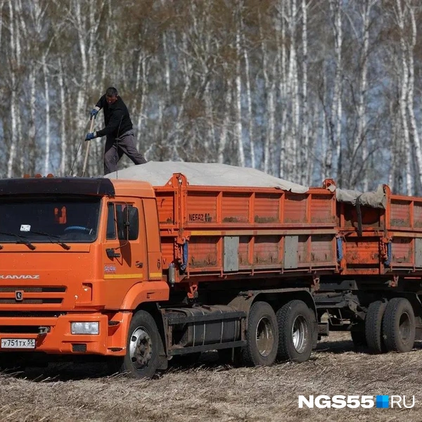 Самосвалы обязательно пологуются — чтобы собранное с полей не рассыпалось по дороге на ток | Источник: Евгений Софийчук / NGS55.RU