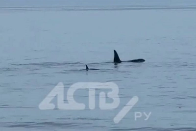 У берега Сахалина косатки охотились на нерп