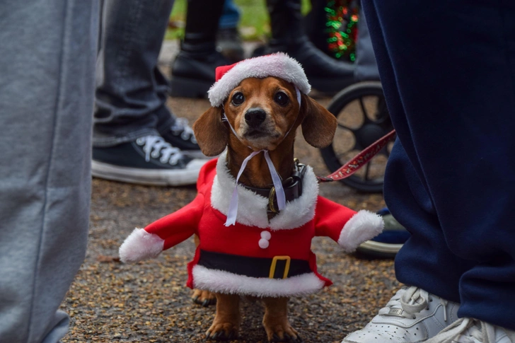 В Лондоне провели 8-й рождественский фестиваль такс: полюбуйтесь на очаровательных питомцев в костюмчиках | Источник: Vuk Valcic via Legion Media