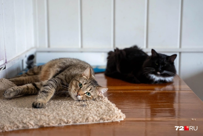 Основные расходы, конечно,&nbsp;— это корм, наполнитель и лечение | Источник: Илья Чикотин / 72.RU