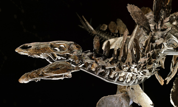 В Африке обнаружили останки древнейшего в мире стегозавра