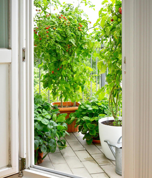 Как правильно выращивать цветы на балконе: все о городском садоводстве