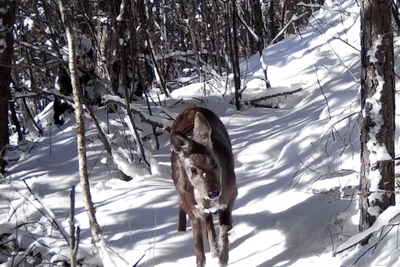 Кабарга замечена днём фотоловушкой в Алтайском заповеднике