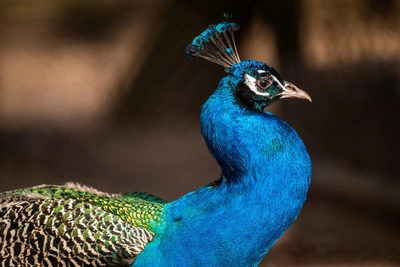 Odd peacock dances at Omsk zoo mating season