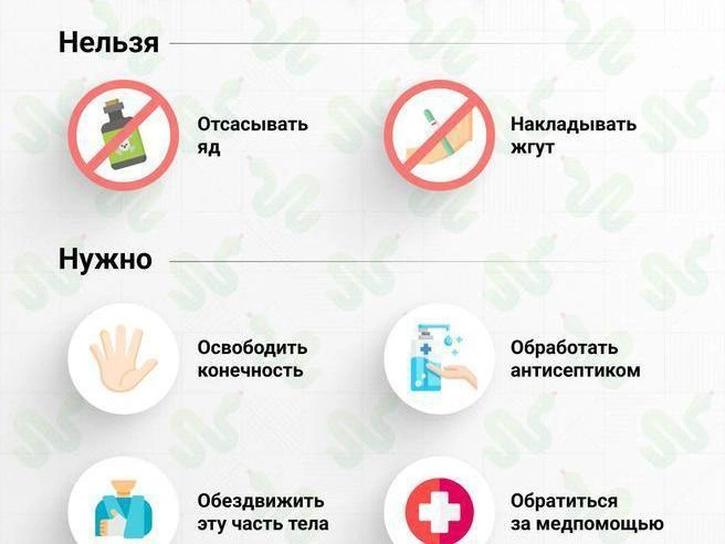 Памятка: что делать при укусе змеи | Источник: Филипп Сапегин / E1.RU