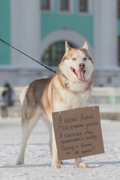 «В меня стреляли 5 раз. И все пули достигли цели – меня»: душераздирающая фотосессия приюта хаски