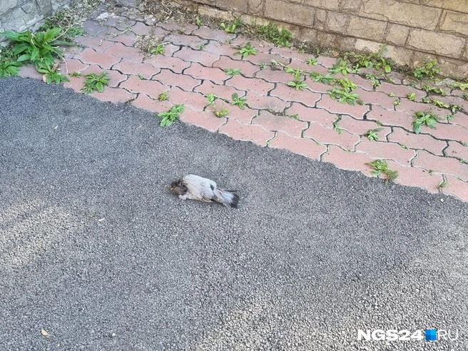 Этого хотя бы не раздавили | Источник: Читатель NGS24.RU