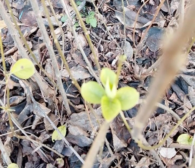 Но природа, как и погода, словно что-то перепутали | Источник: Максим Никифоров / magnitkacity/ VK. com