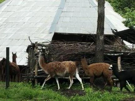 В этом вольере вместе содержались разные виды животных | Источник: Мария М. — 2ГИС
