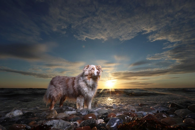 Победитель в номинации «Мастерство в кадре» | Источник: Andrea Zachrau / International Pet Photography Awards 2026