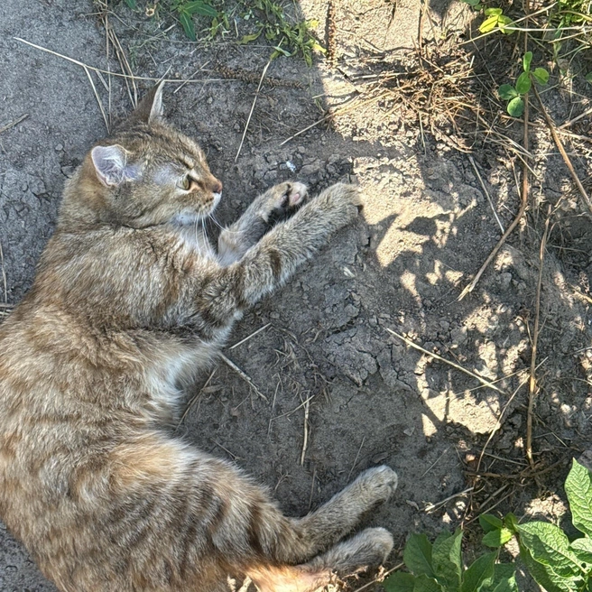 Источник: Кото-кафе «Котофейня» / Vk.com