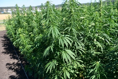 36 кустов конопли во дворе: рязанцу грозит колония