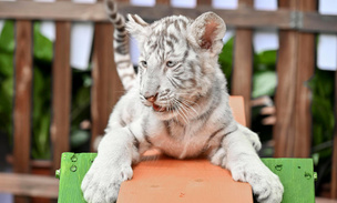 Белый тигренок смотрит на посетителей китайского сафари-парка