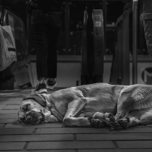 Финалист в номинации «Документальное фото» | Источник: Emma Boyle / Dog Photography Awards 2025