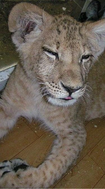 Малыш был еле живой | Источник: «Иркутский зоопарк» / Telegram