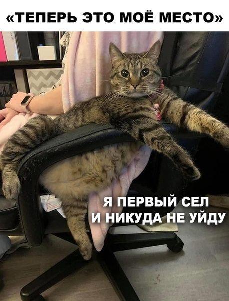 Коты и юмор :-) Здравствуйте, уважаемые, Приятного, времени, суток