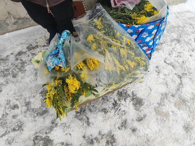 Мимоза традиционно считается одним из символов наступающей весны. | Источник: Александра Бруня / NGS.RU