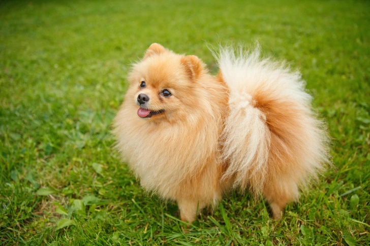 Немецкий шпиц | Источник: Rimgaudas Budrys/Shutterstock/Fotodom.ru