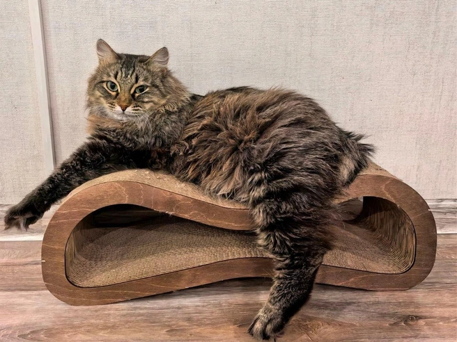 Ампутация хвоста потребовалась из-за абсцесса | Источник: «Кошки в дар (Новосибирск) от „Потеряшка-НСК“» / Vk.com