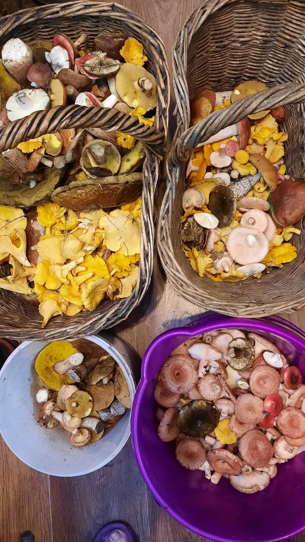 В Борисоглебском районе пошли лисички, рыжики и подосиновики | Источник: Елена Ерохина, Грибы Ярославской области 2025 / vk.com