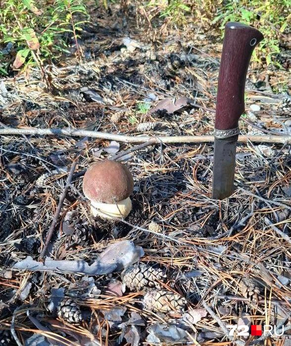 Белый гриб — один из самых ценных трофеев у грибников. Такая охота была накануне у тюменца | Источник: читатель 72.RU