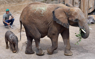Передается через хоботы: что за смертельная болезнь угрожает слонам в зоопарках?