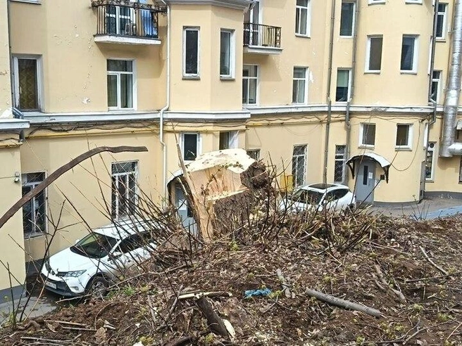 Одну из ив срубили почти под корень. Так еще и гору мусора после себя оставили | Источник: «МК в Самаре»
