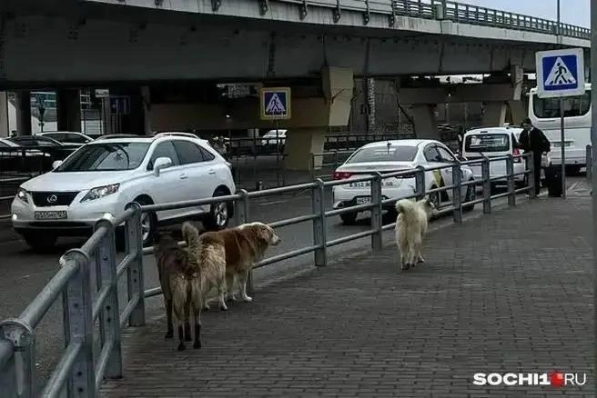 Весной бродяие собаки становятся особенно агрессивными | Источник: Анна Грицевич / SOCHI1.RU