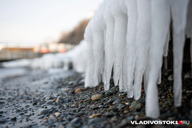 Источник: Елена Буйвол / VLADIVOSTOK1.RU