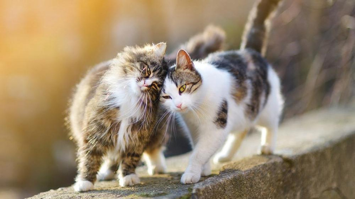 Мартовский кот: как выжить семье, когда у питомца страсть